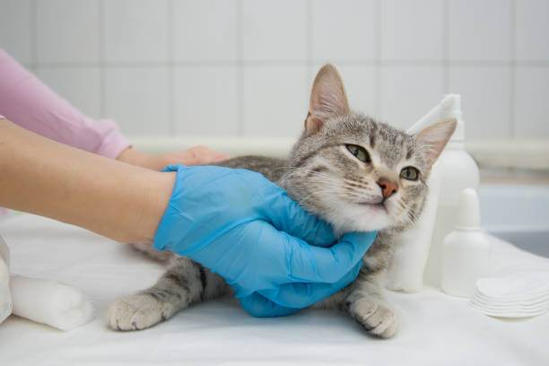 Benefits of Neutering a Cat - Pet Care