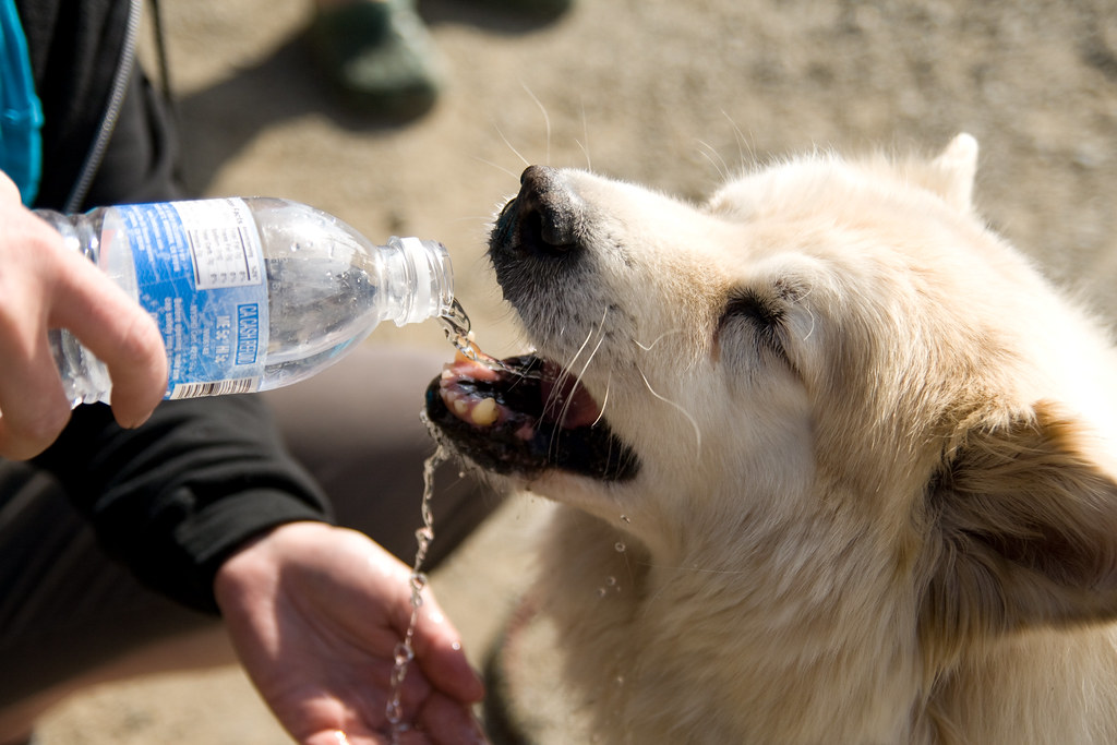 5+ Best Tips to Make Your Dog Hydrated After Surgery