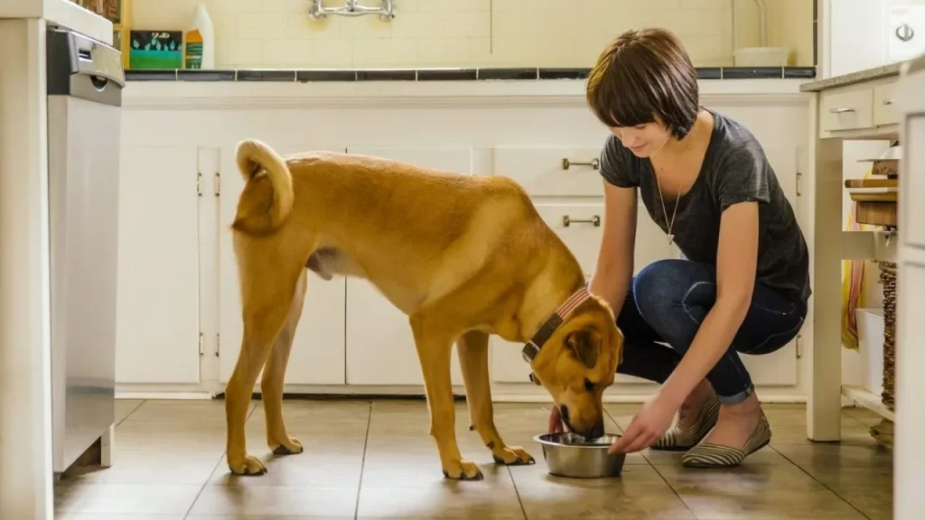 What are the best practices for feeding a new pet?