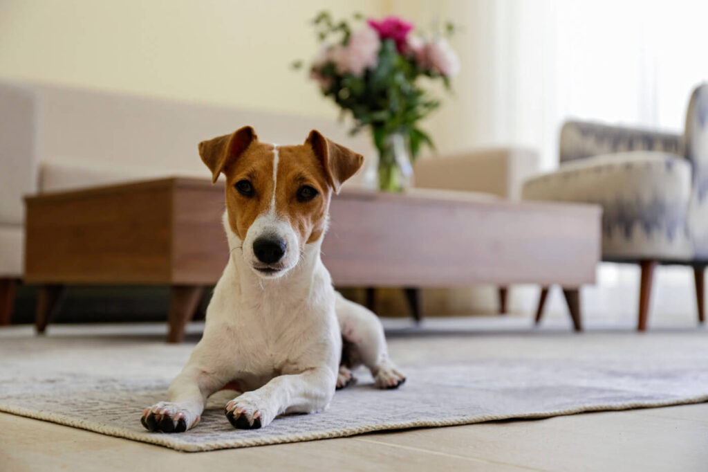 Dog Breeds for Apartment Living and Small Spaces