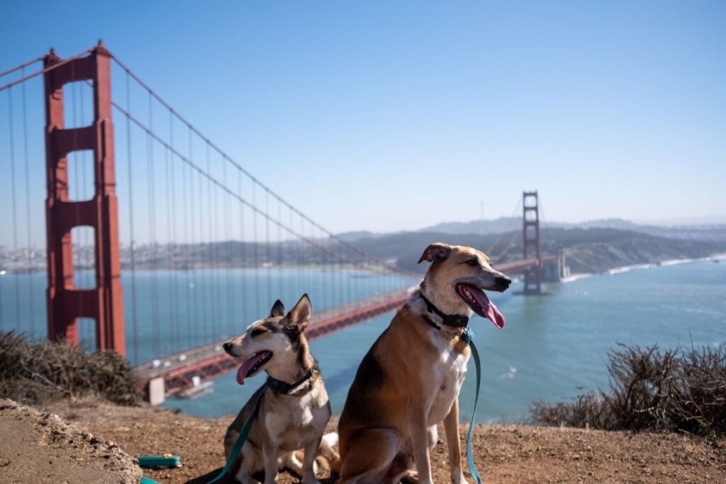 Pet Travel Tips: How to Vacation with Your Furry Friend