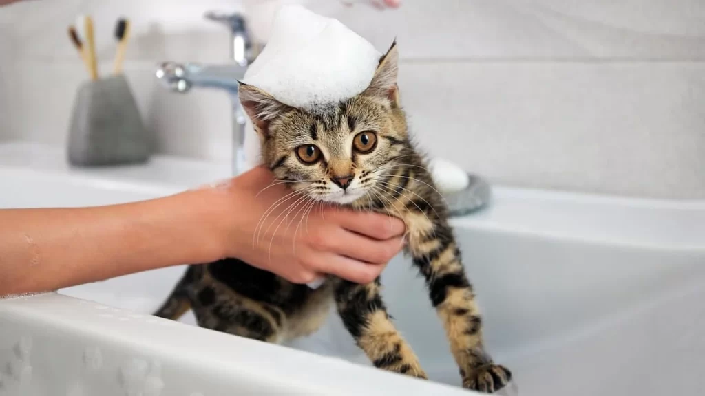 Easy Tips for Bathing Your Cat at Home