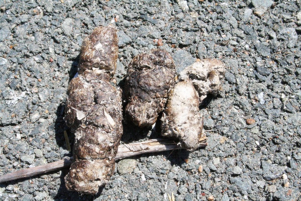 Why is my Dog’s Poop Dry And Crumbly?