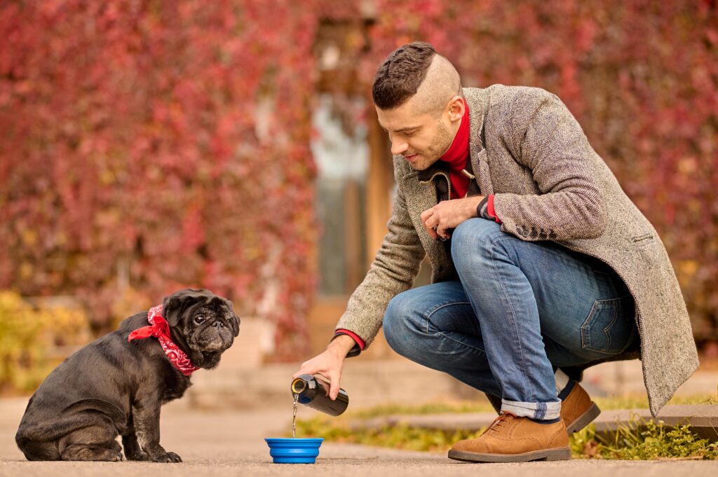 Pet Hydration 101: How to Keep Your Pet Cool and Hydrated