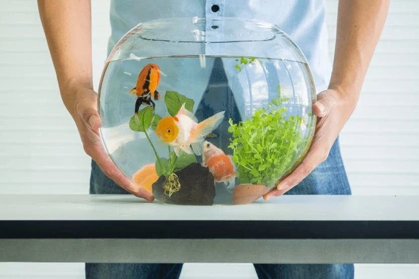 Caring for Fish & Aquariums: Your Ultimate Guide to Happy, Healthy Fish